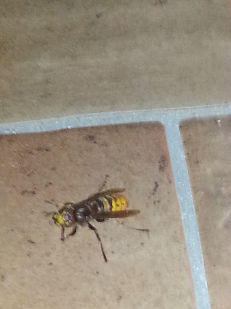 Che diavolo di insetto  mai questo? Vespa crabro